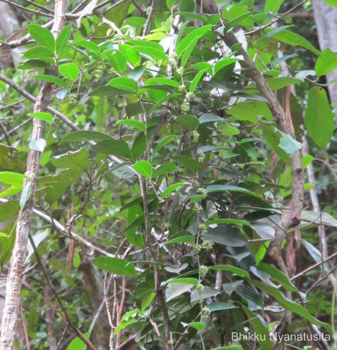 Tetrastigma nilagiricum (Miq.) B.V.Shetty